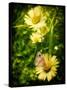 Yellow Flowers with a Butterfly-Cristina Carra Caso-Stretched Canvas