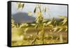 Yellow Flowers-George Johnson-Framed Stretched Canvas