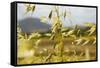 Yellow Flowers-George Johnson-Framed Stretched Canvas