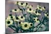 Yellow Flowers-Tim Kahane-Mounted Premium Photographic Print