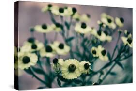 Yellow Flowers-Tim Kahane-Stretched Canvas