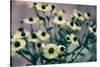 Yellow Flowers-Tim Kahane-Stretched Canvas