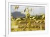 Yellow Flowers-George Johnson-Framed Photographic Print