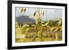 Yellow Flowers-George Johnson-Framed Photographic Print