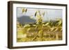 Yellow Flowers-George Johnson-Framed Photographic Print