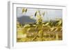 Yellow Flowers-George Johnson-Framed Photographic Print