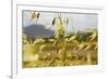 Yellow Flowers-George Johnson-Framed Photographic Print