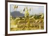 Yellow Flowers-George Johnson-Framed Photographic Print