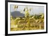 Yellow Flowers-George Johnson-Framed Photographic Print