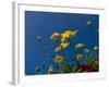 Yellow Flowers-Charles Bowman-Framed Photographic Print