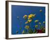 Yellow Flowers-Charles Bowman-Framed Photographic Print