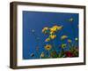 Yellow Flowers-Charles Bowman-Framed Photographic Print
