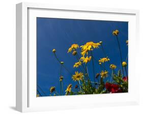 Yellow Flowers-Charles Bowman-Framed Photographic Print