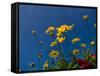 Yellow Flowers-Charles Bowman-Framed Stretched Canvas