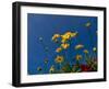 Yellow Flowers-Charles Bowman-Framed Photographic Print