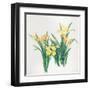 Yellow Flowers-Haruyo Morita-Framed Art Print