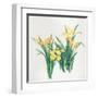 Yellow Flowers-Haruyo Morita-Framed Art Print