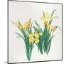 Yellow Flowers-Haruyo Morita-Mounted Art Print