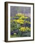 Yellow Flowers-Rusty Frentner-Framed Giclee Print