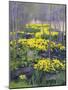 Yellow Flowers-Rusty Frentner-Mounted Giclee Print