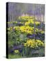 Yellow Flowers-Rusty Frentner-Stretched Canvas
