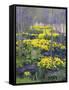 Yellow Flowers-Rusty Frentner-Framed Stretched Canvas