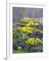 Yellow Flowers-Rusty Frentner-Framed Giclee Print