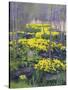 Yellow Flowers-Rusty Frentner-Stretched Canvas