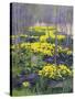 Yellow Flowers-Rusty Frentner-Stretched Canvas