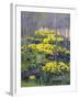 Yellow Flowers-Rusty Frentner-Framed Giclee Print