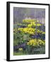 Yellow Flowers-Rusty Frentner-Framed Giclee Print