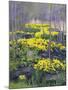 Yellow Flowers-Rusty Frentner-Mounted Giclee Print