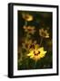 Yellow Flowers-5fishcreative-Framed Giclee Print
