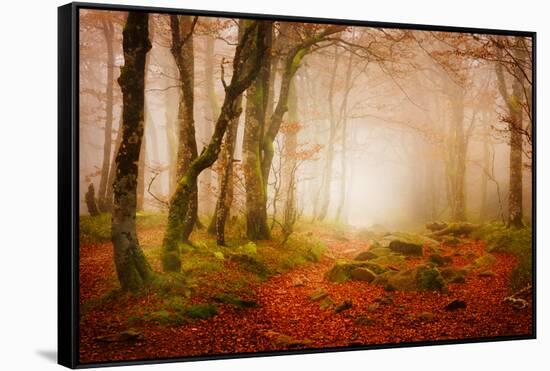 Yellow Forest Mist-Philippe Sainte-Laudy-Framed Stretched Canvas