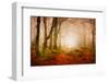 Yellow Forest Mist-Philippe Sainte-Laudy-Framed Photographic Print