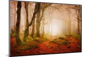 Yellow Forest Mist-Philippe Sainte-Laudy-Mounted Photographic Print