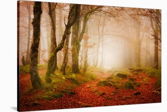 Yellow Forest Mist-Philippe Sainte-Laudy-Stretched Canvas