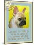 Yellow French Bulldog-Cathy Cute-Mounted Giclee Print