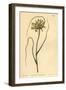 Yellow Garlic, Allium Flavum-Sydenham Teast Edwards-Framed Giclee Print