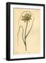 Yellow Garlic, Allium Flavum-Sydenham Teast Edwards-Framed Giclee Print