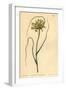 Yellow Garlic, Allium Flavum-Sydenham Teast Edwards-Framed Giclee Print