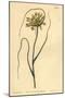 Yellow Garlic, Allium Flavum-Sydenham Teast Edwards-Mounted Giclee Print