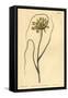 Yellow Garlic, Allium Flavum-Sydenham Teast Edwards-Framed Stretched Canvas