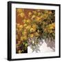 Yellow Geraniums-Philip Craig-Framed Giclee Print