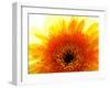 Yellow Gerbera Daisy Sunlit-Sabine Jacobs-Framed Photographic Print