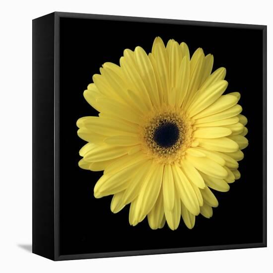 Yellow Gerbera Daisy-Jim Christensen-Framed Stretched Canvas