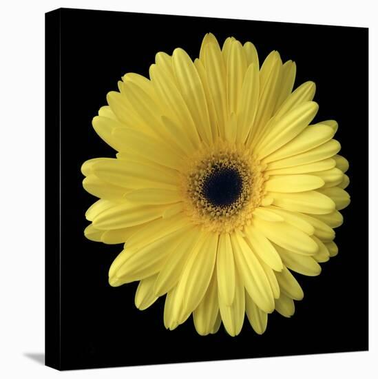 Yellow Gerbera Daisy-Jim Christensen-Stretched Canvas