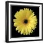 Yellow Gerbera Daisy-Jim Christensen-Framed Premium Photographic Print