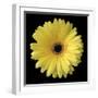 Yellow Gerbera Daisy-Jim Christensen-Framed Premium Photographic Print