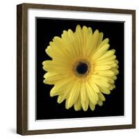 Yellow Gerbera Daisy-Jim Christensen-Framed Photographic Print